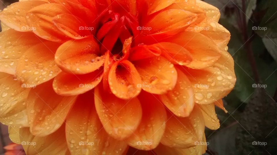 A macro shot of an orange flower just after rain.