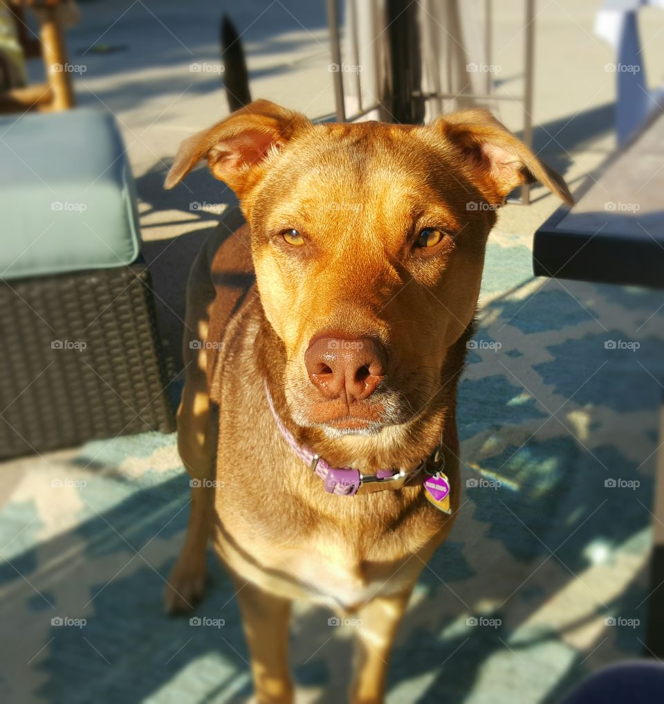 Paris enjoying the sun in the summer