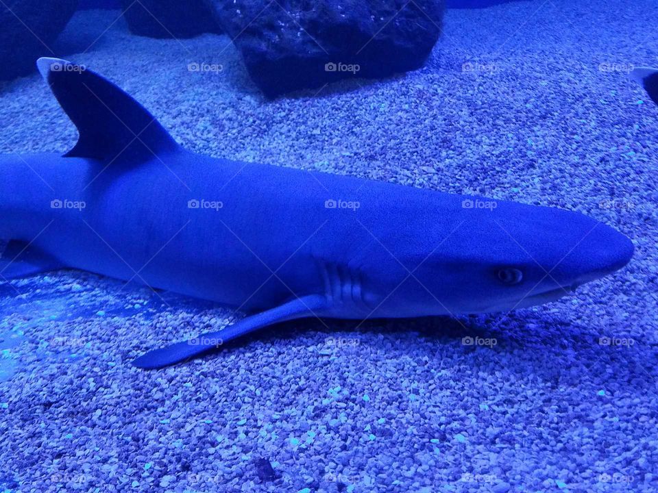Shark at Wildwood Aquarium