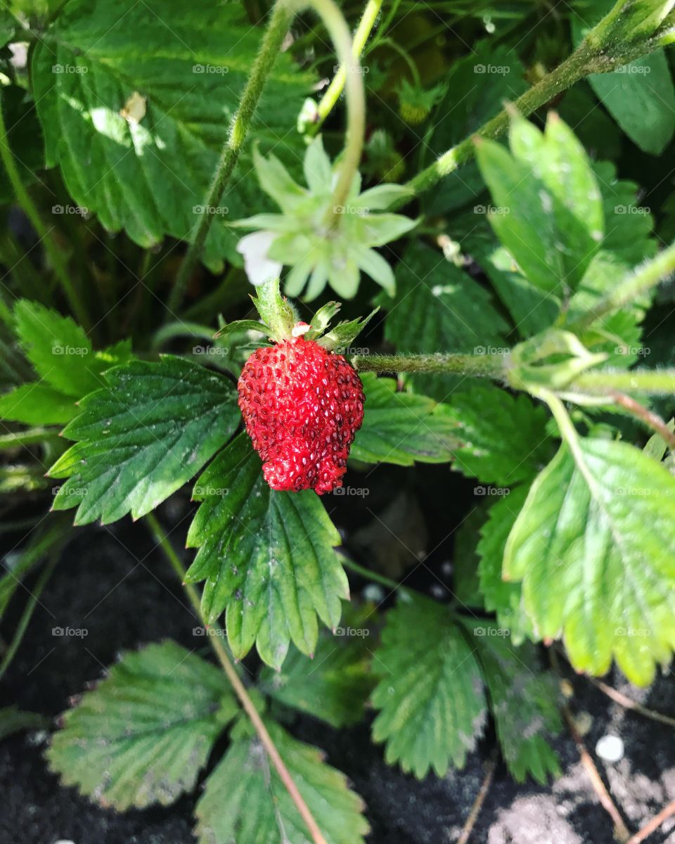 First strawberry