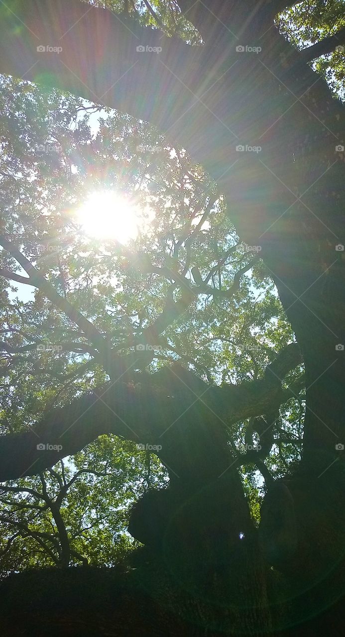 the sun shining through the branches of the Angel Tree