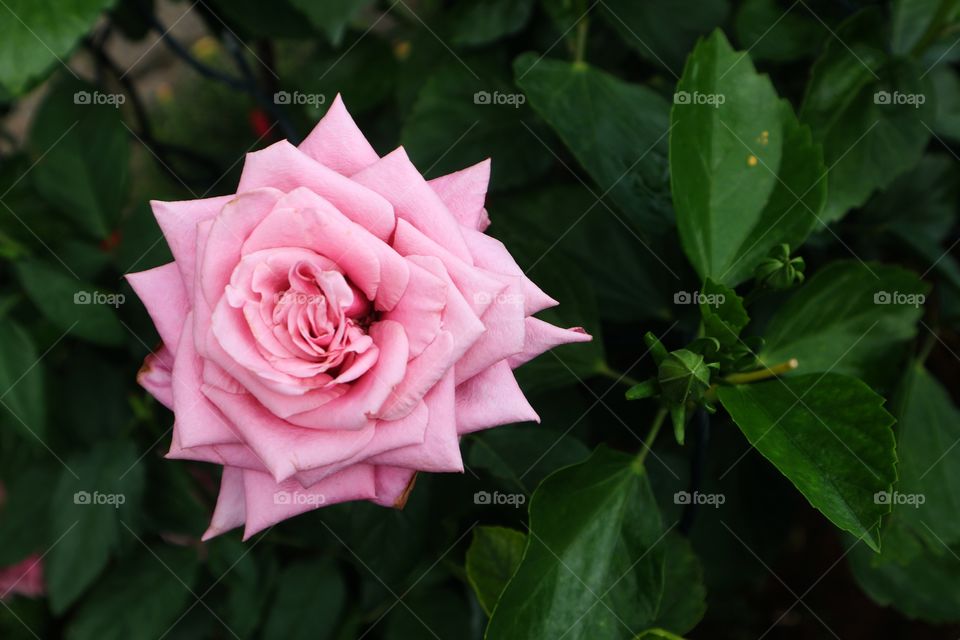 portrait of a flowers