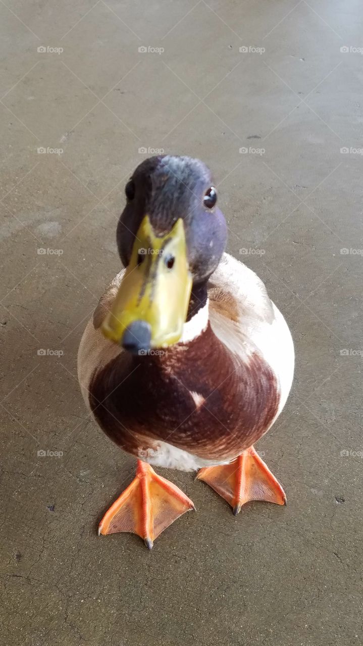 Duck