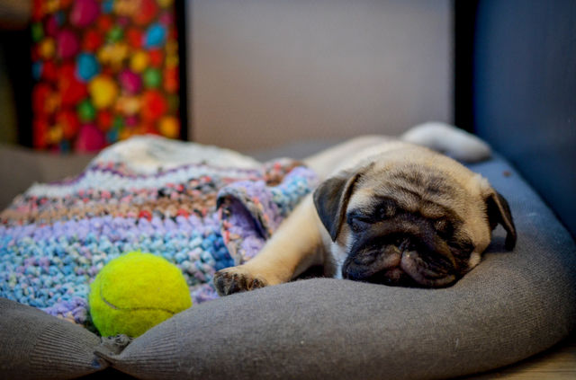 Close-up of a sleeping puppy