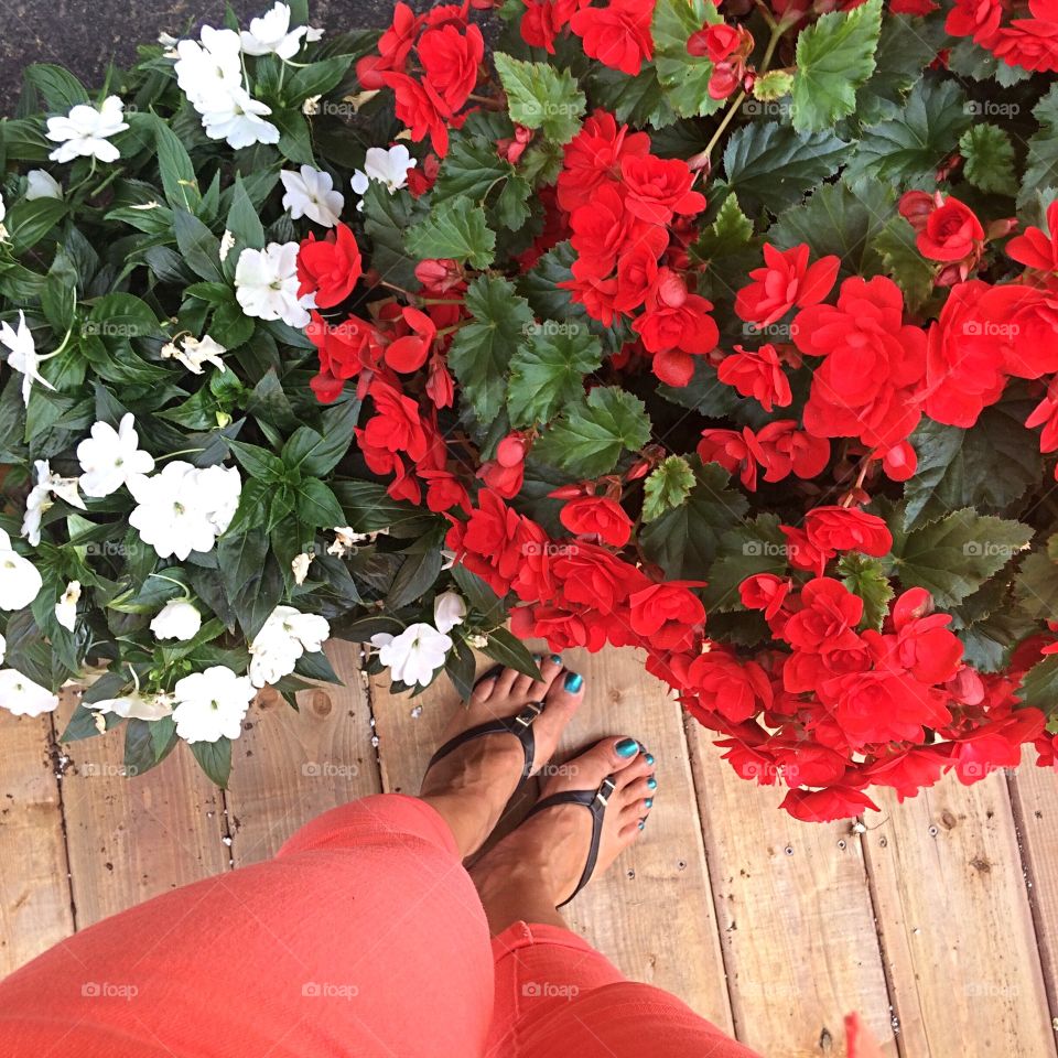 Admiring the flowers, red begonias, and white impatience 