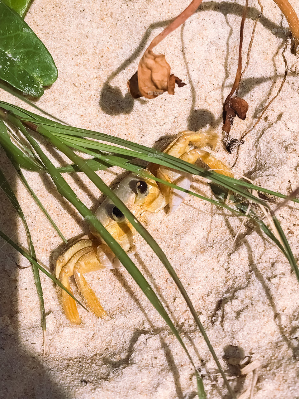 crab of the ocipodid family.  It has a square carapace and a yellowish-white color (which facilitates its camouflage with the environment), being found on sandy beaches from New Jersey, in the United States, to the south of Brazil. [2