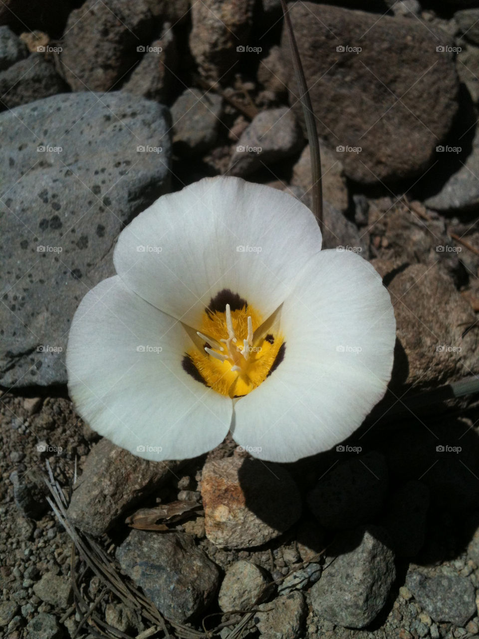 yellow flower white hike by laurajane