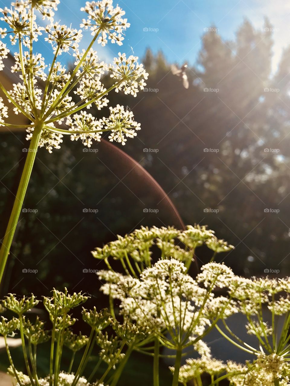 Weeds can be pretty too!
