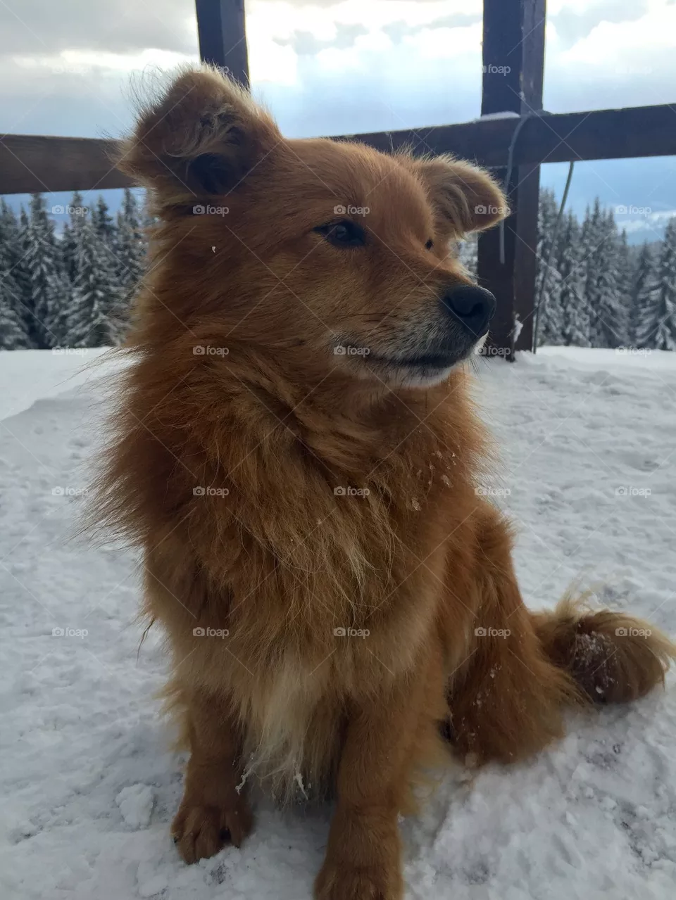 Dog