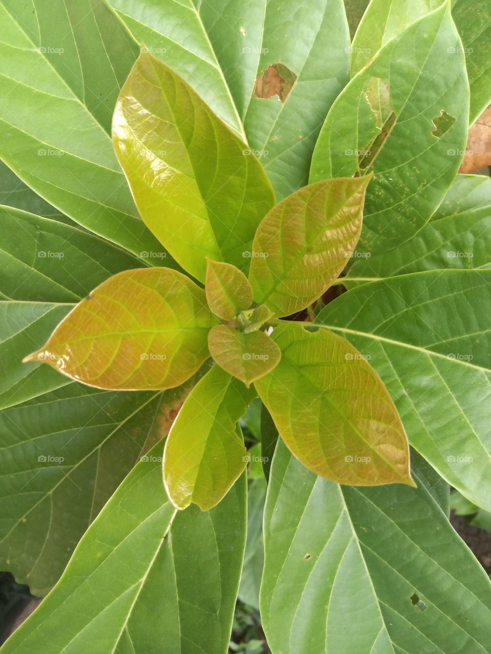 young new pear leaves