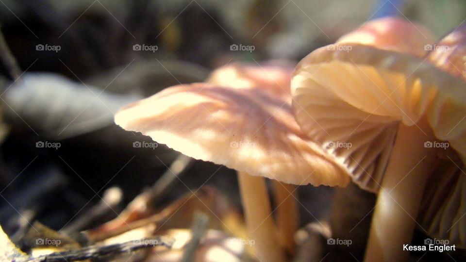 Mushrooms