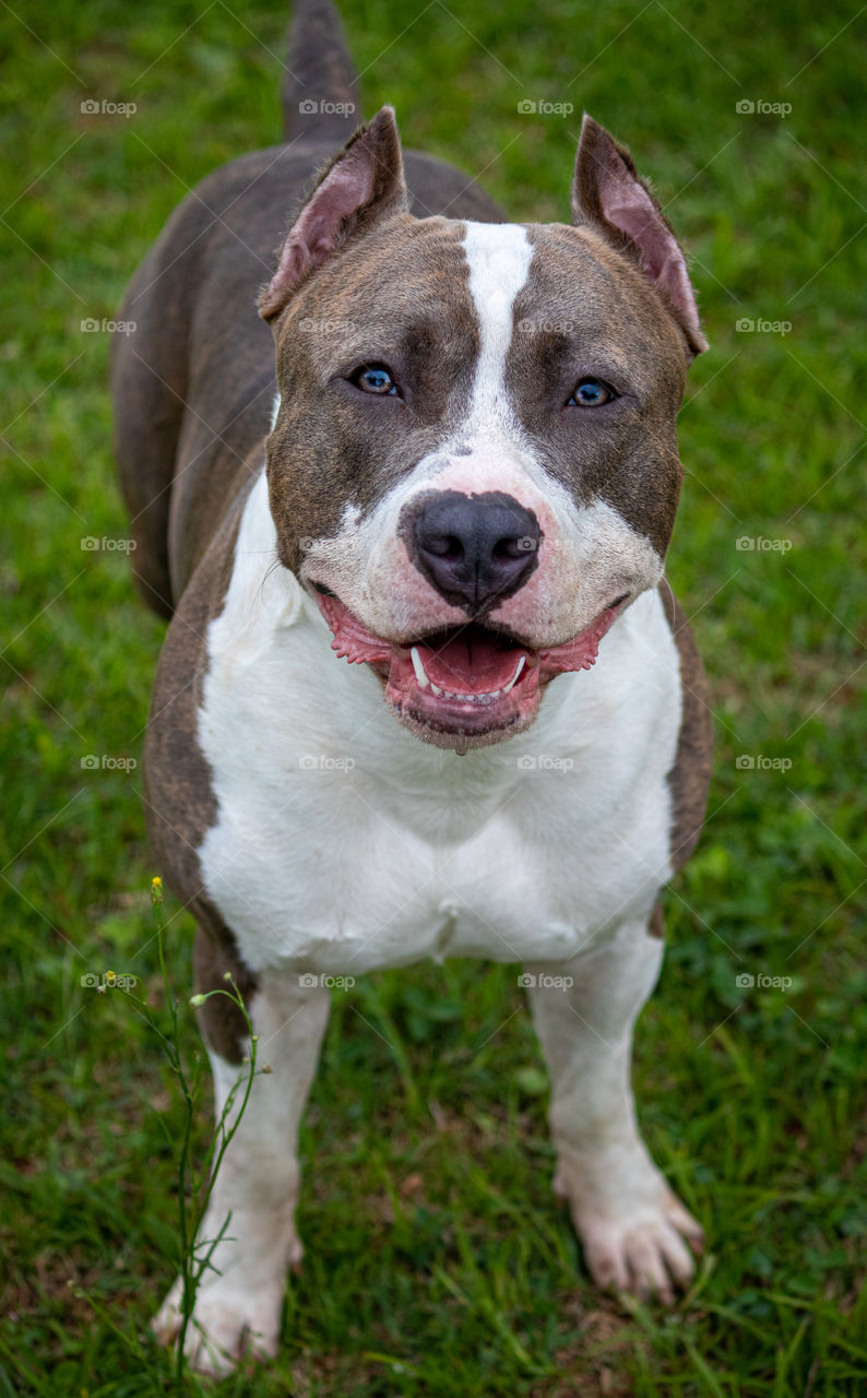 American staffordshire terrier dog with conchectomy