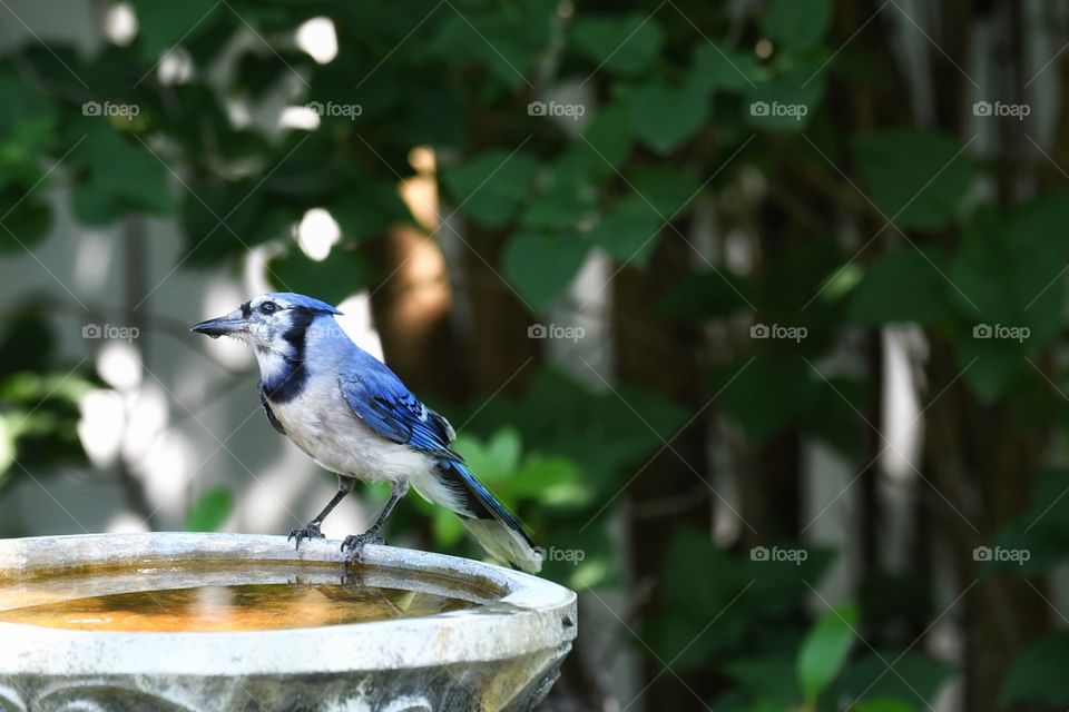 Blue Jay my yard 