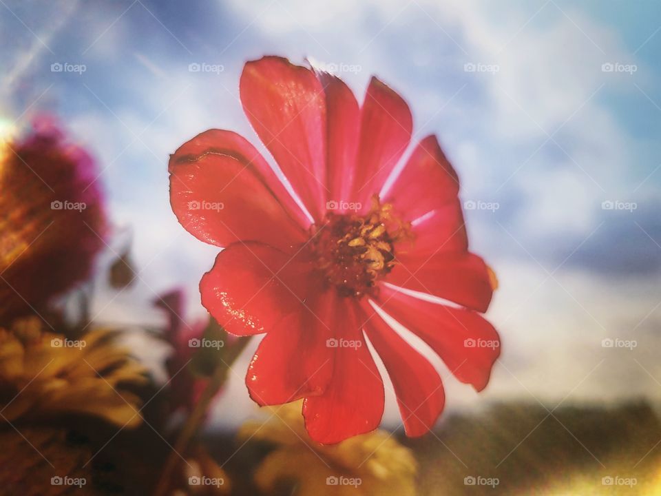 a big red flower in a back yard just want to be the center of any attention..