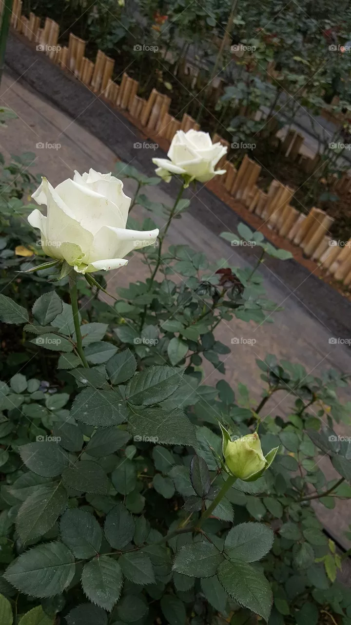 multicolored rose