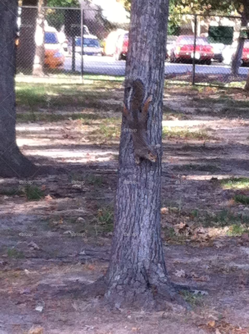 Playful squirrel on the tree  