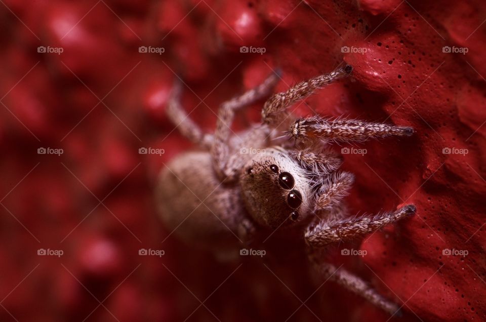 Jumping Spider