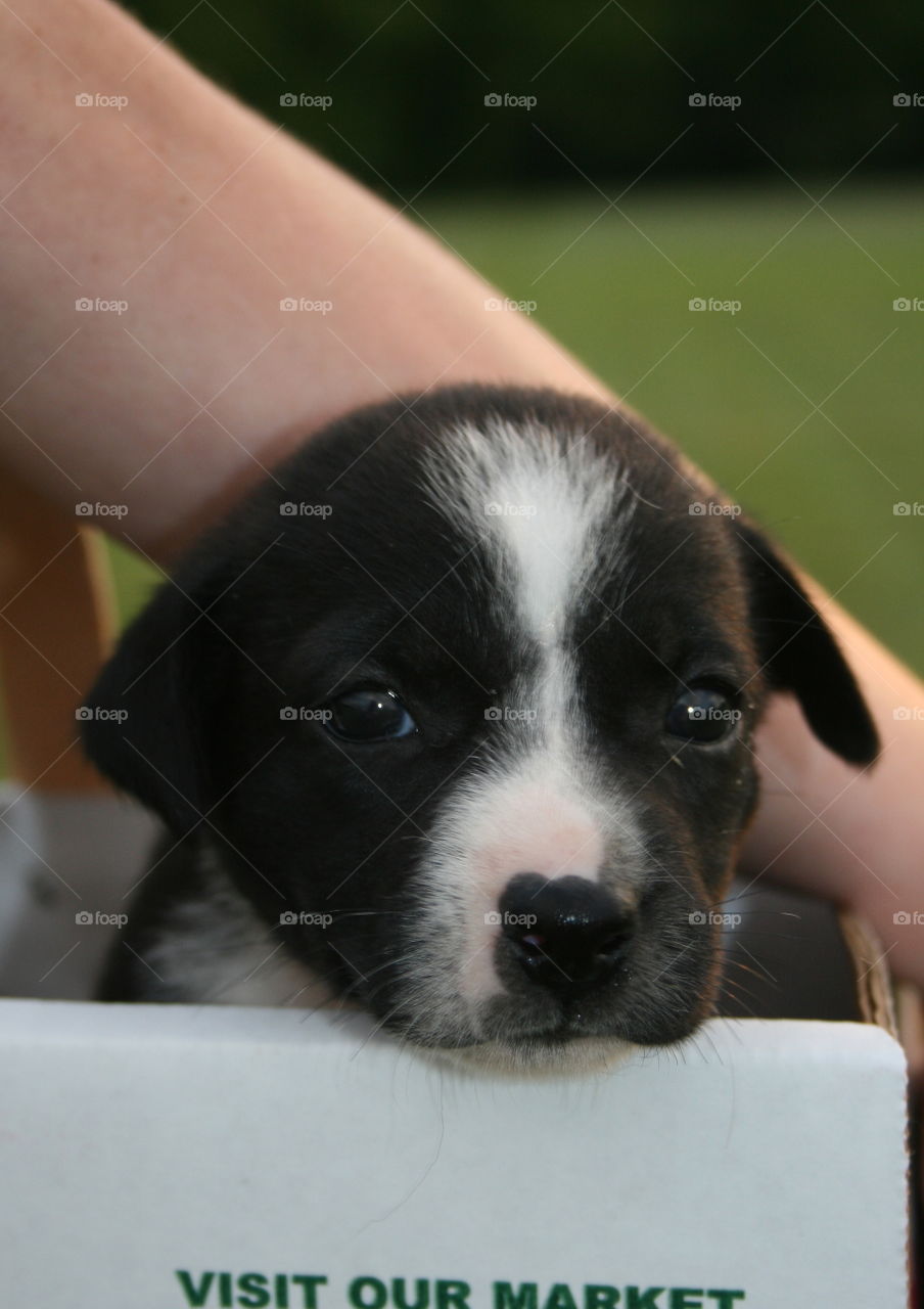 On the Go. One month old border collie mix. 
