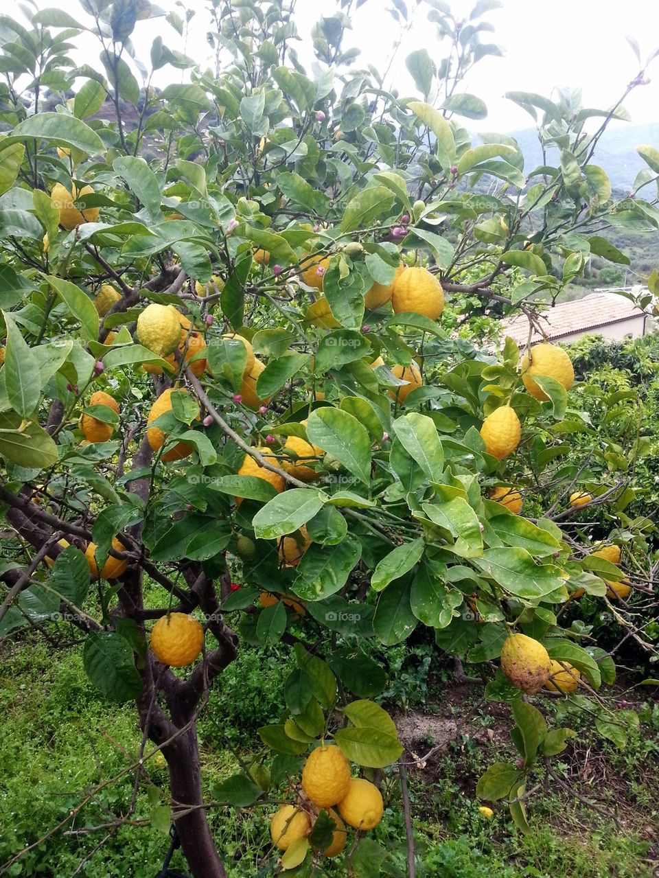 lemon tree 