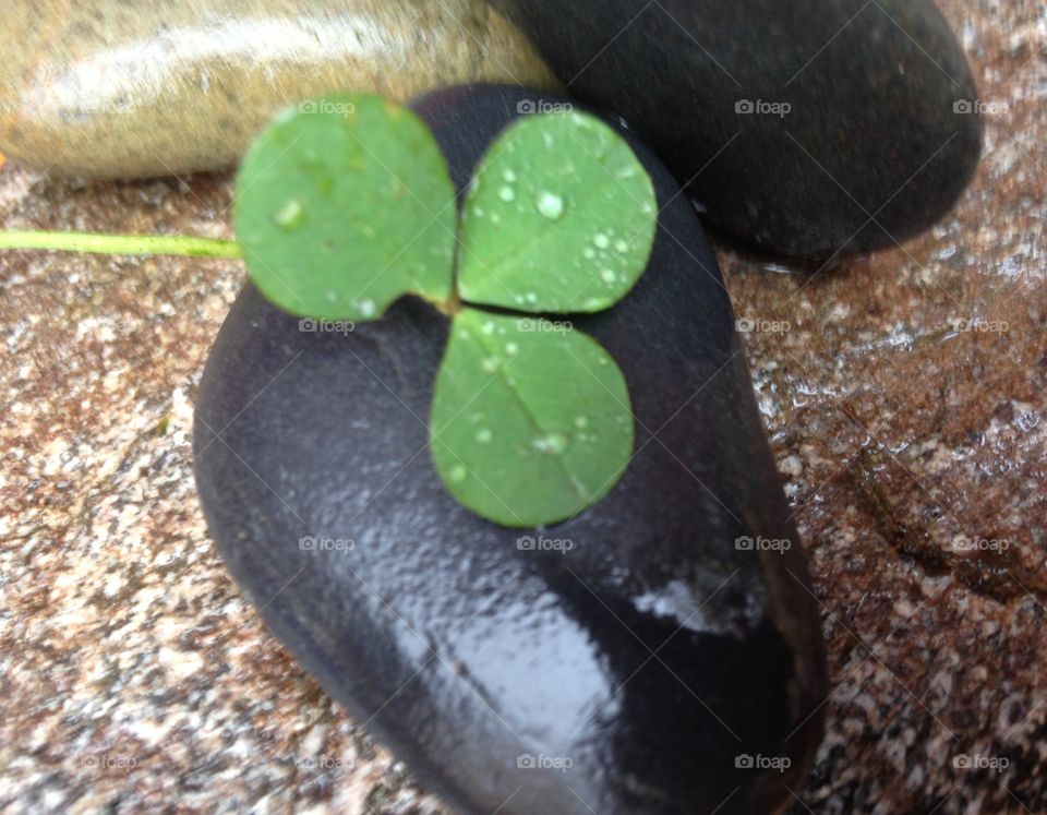 Water drops on a clover