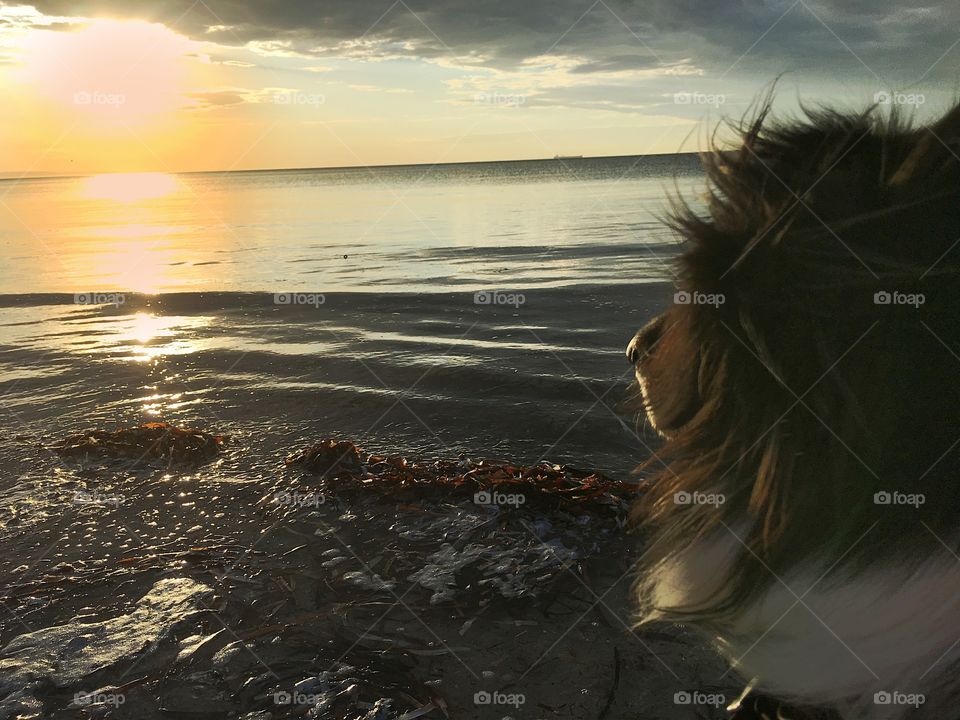 Our Border Collie "Peter" watching the sunrise at the beach 