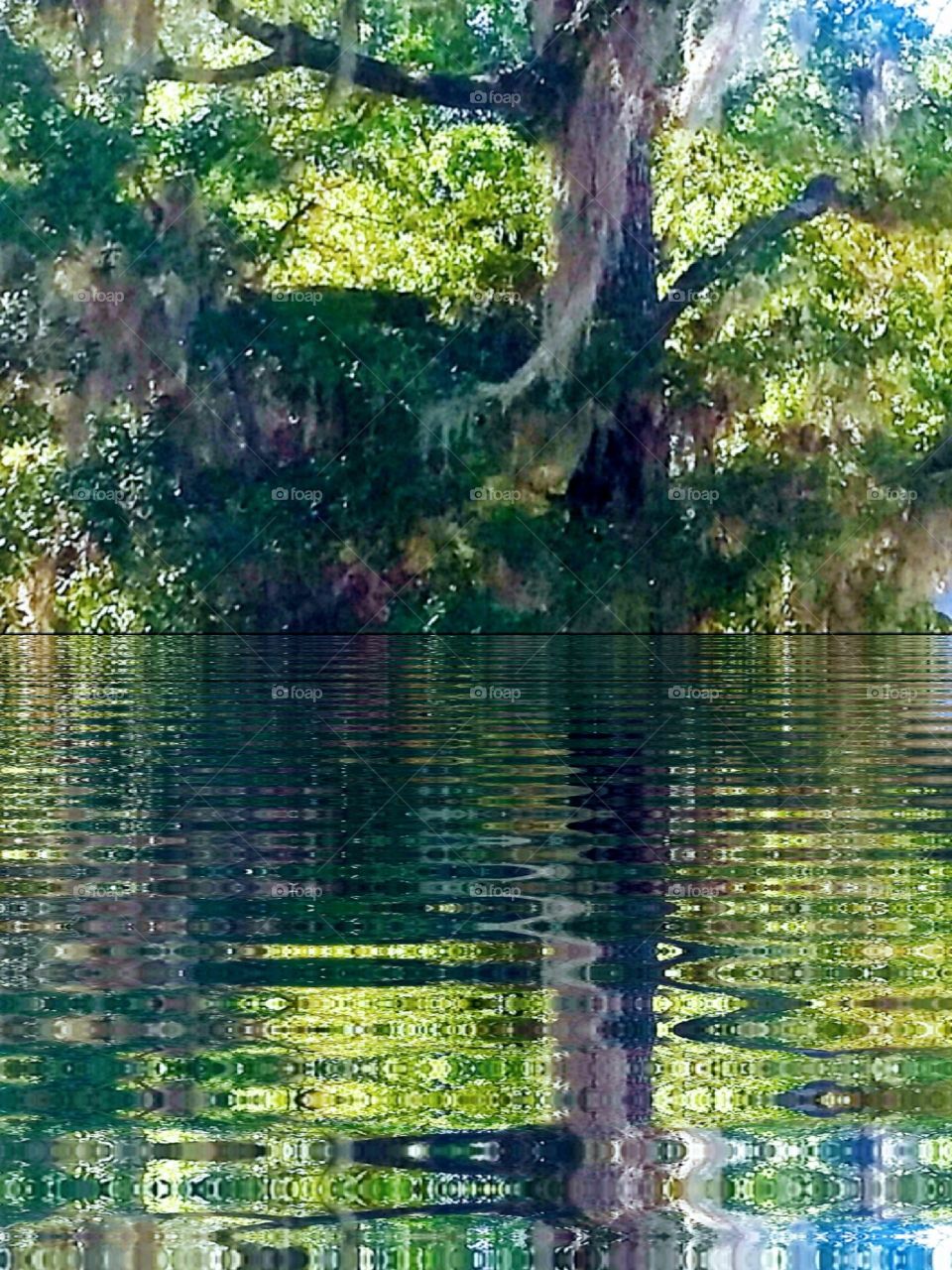 reflection of oak tree in the ripples