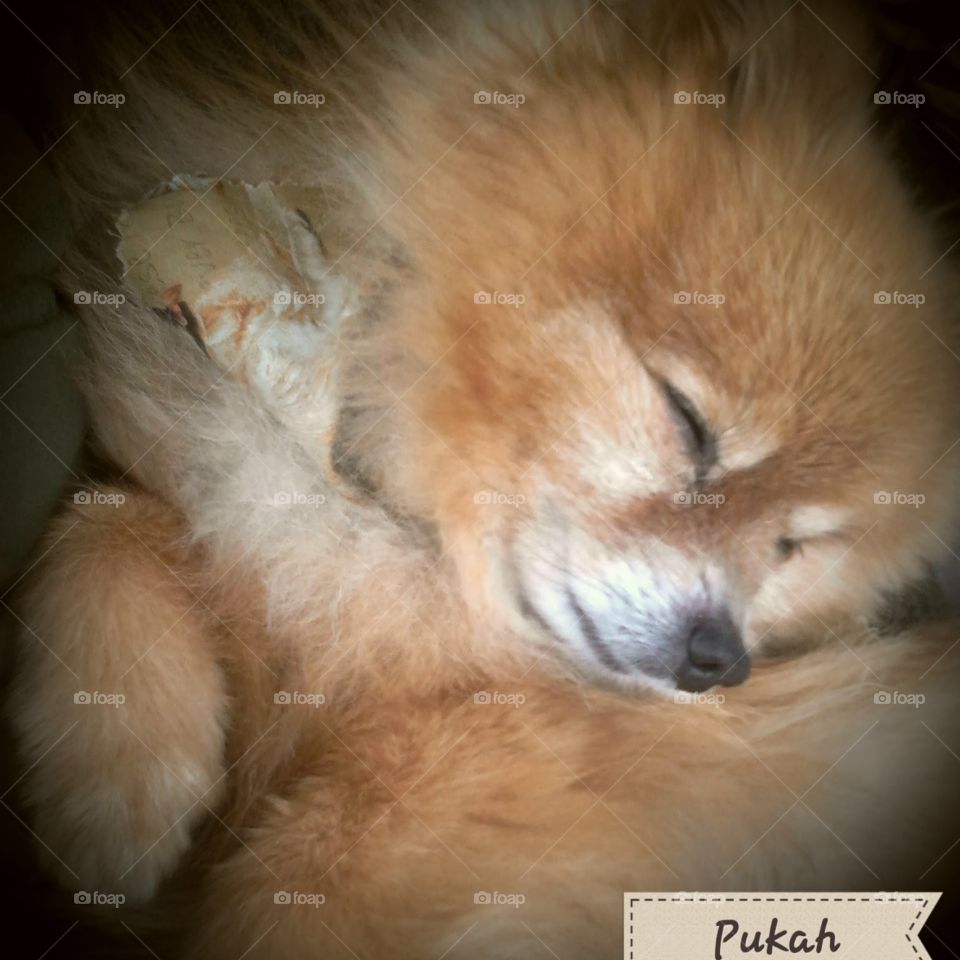 sleeping pomernian