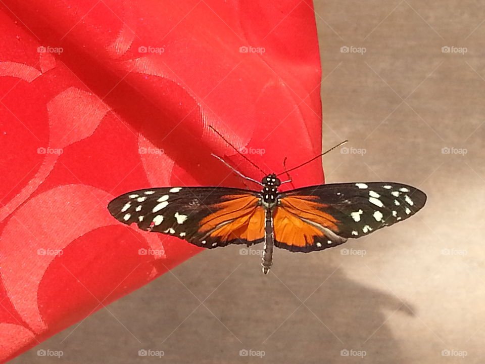 Butterfly on orange Coach bag.