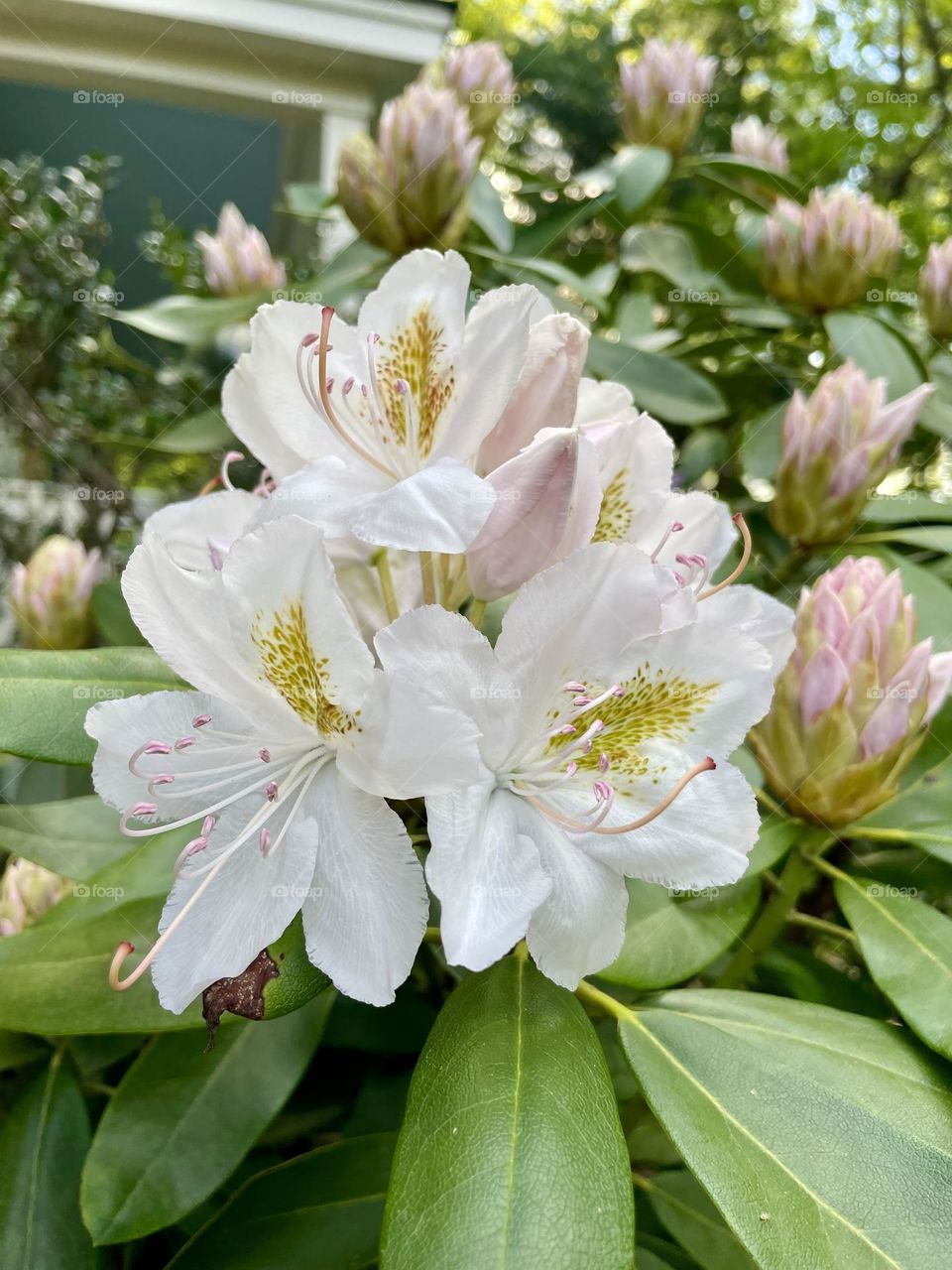 A large rhododendron tree adorned with newly blossomed white flowers, each carrying a delicate hint of pink and a yellow-green design. The tree is still in the early stages of full bloom, with many buds yet to open.