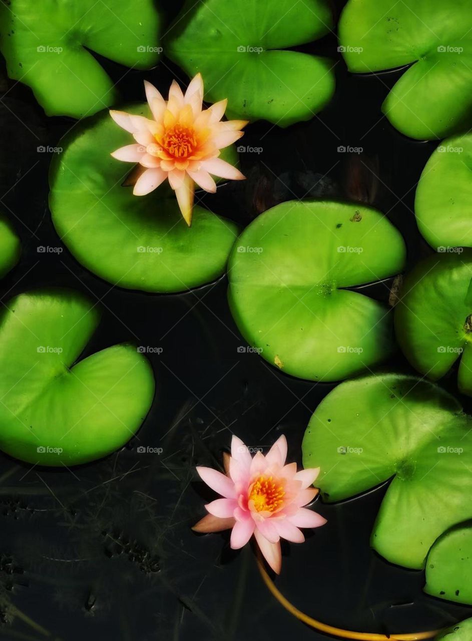 Flower leaves river lotus 