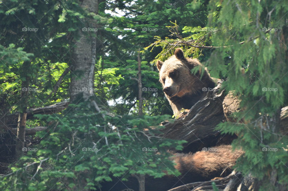 Bear looking away by fallen tree trunk
