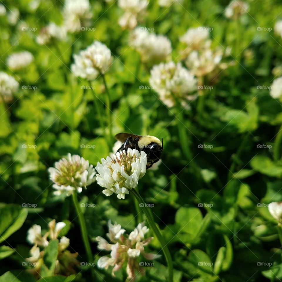 bee on clover flower