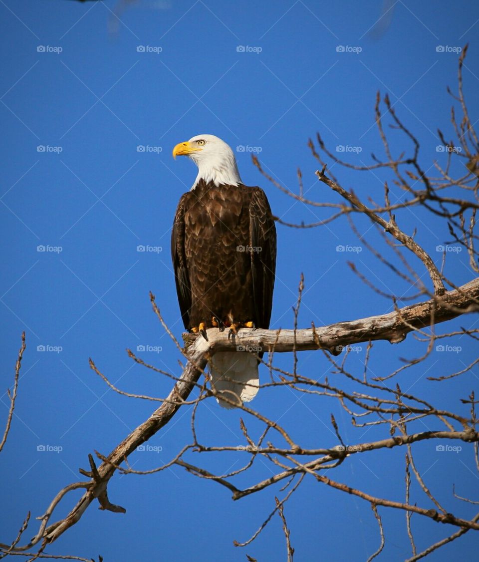 bald eagle