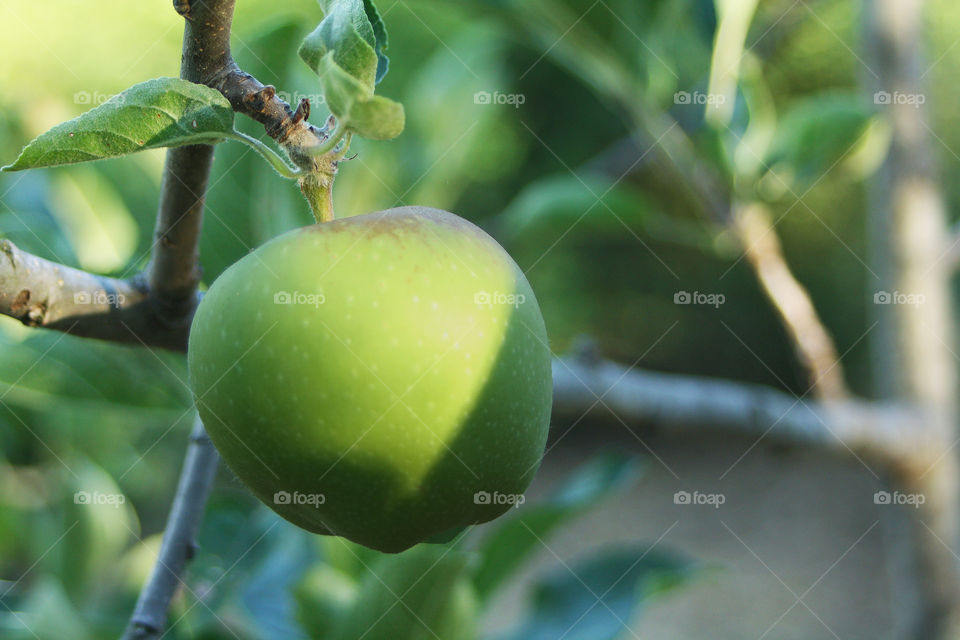 Green apple on branch, blur background