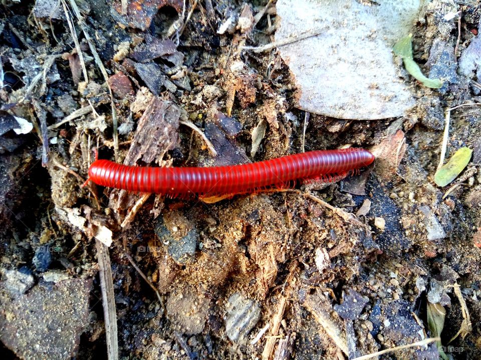 millipede