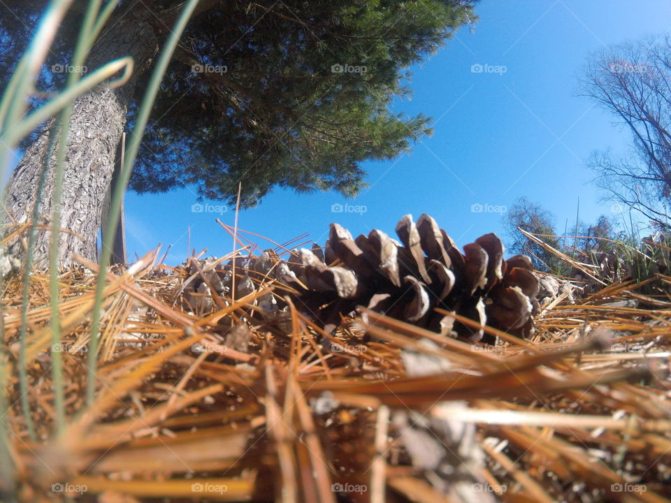 Pine cone 