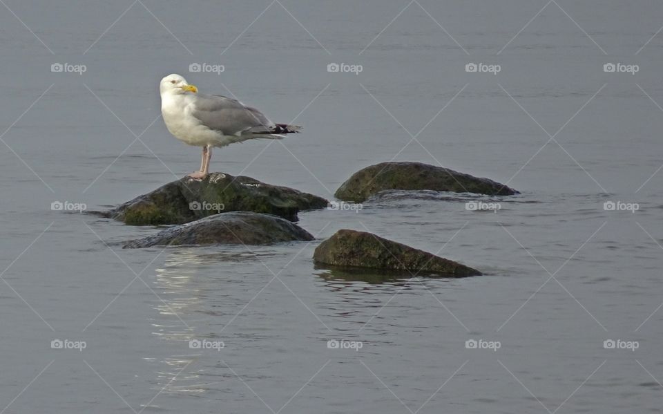 Seagull on rocks at hallevik sweden