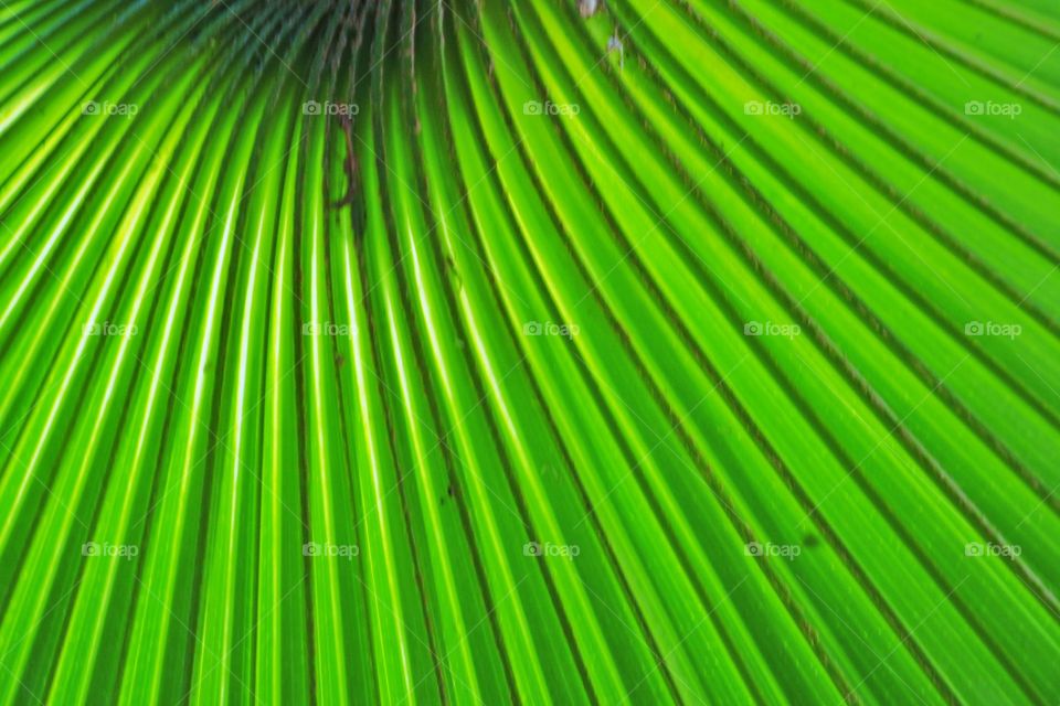 Close up of palm leaf