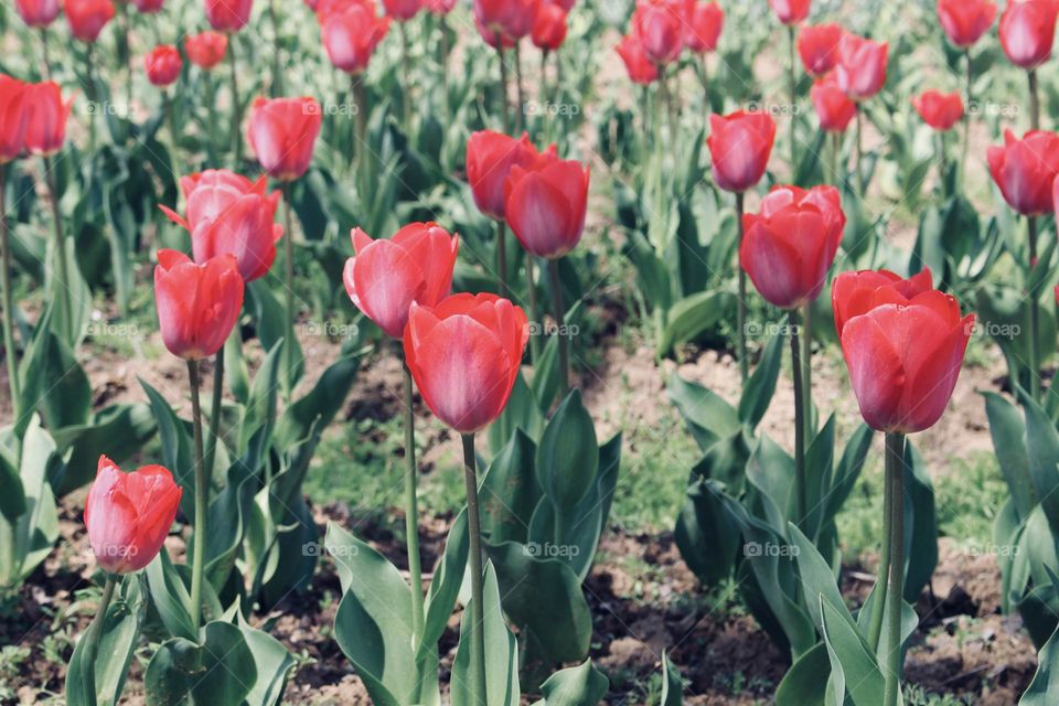 Tulips 🌷