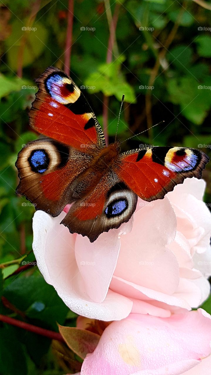 Butterfly sitting on Rose