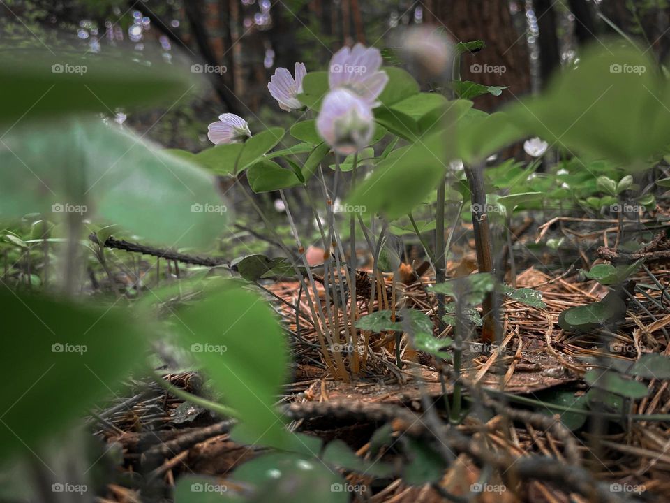 Oxalis acetosella, the wood sorrel or common wood sorrel - forest spring cover flowers