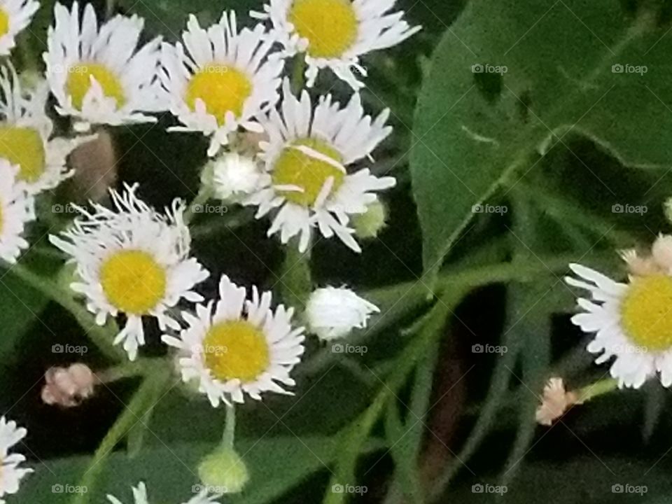 Nature, Flower, Flora, Closeup, Leaf