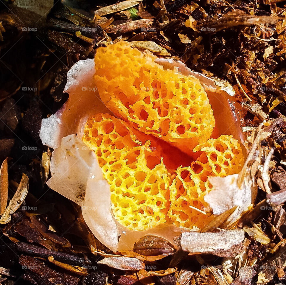 Orange fungus   mushroom growing in mulch in the garden Fairhope Alabama