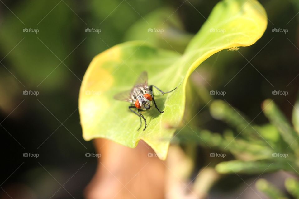 extreme close up of fly