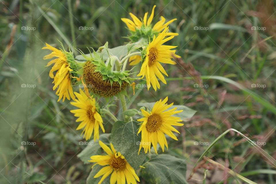 Sunflowers