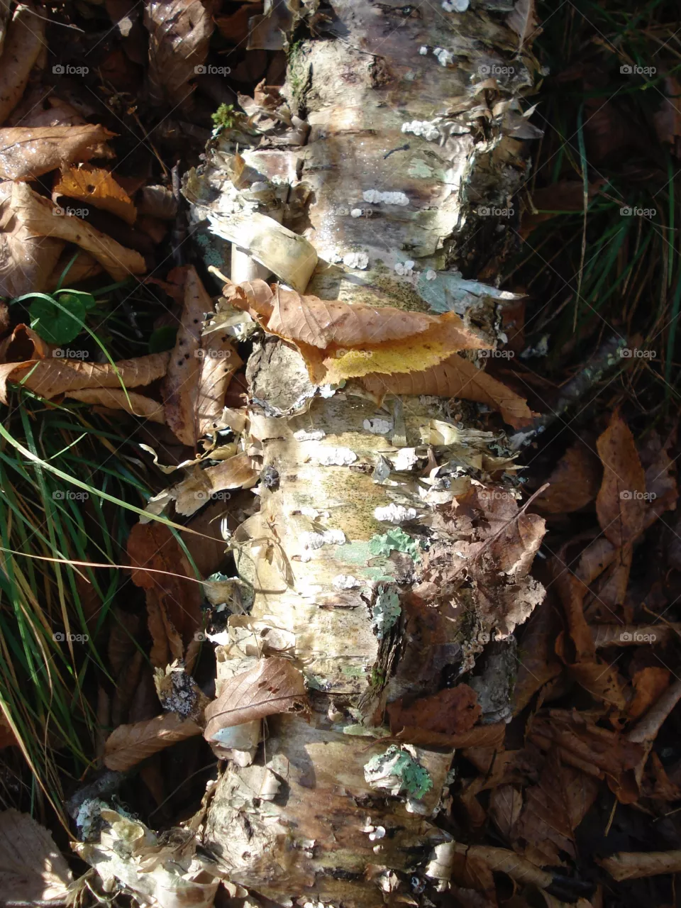Birch bark