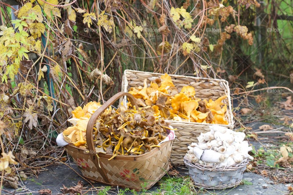 Chanterelles, mushrooms