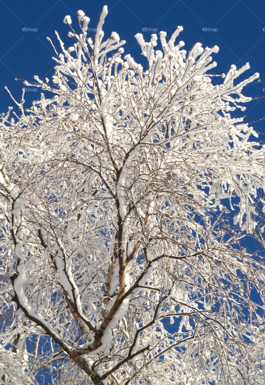 Autumn snowfall in Michigan