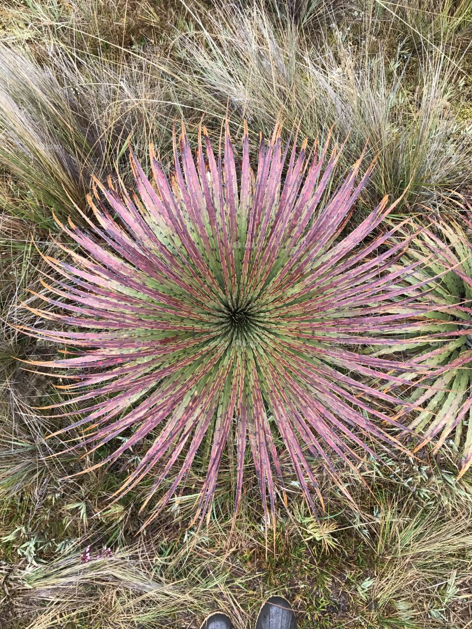 A visually  captivating frame of a common endemic plant in Cajas National Park, Ecuador