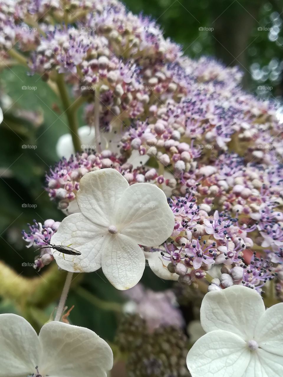 bug on the flower